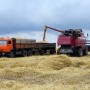 Растениеводство